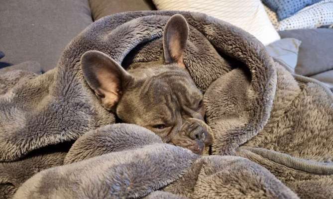 Französische Bulldoggen-Beitrag-Bild