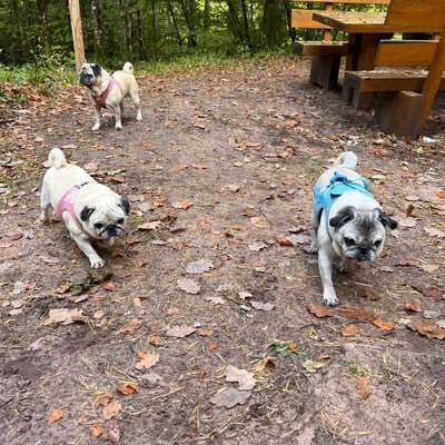 Hundetreffen-Gassi, Spielen, Spazieren-Bild