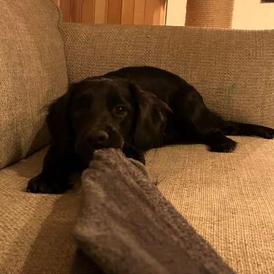 Hundetreffen-Suche Spielfreund für 9 Monate alten Rüde-Bild