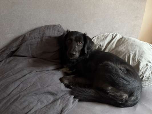 Hundetreffen-Gemeinsame Gassirunde-Bild