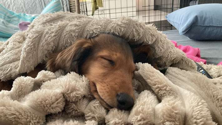 Hundetreffen-Welpentreffen im Südstadtpark Fürth-Bild
