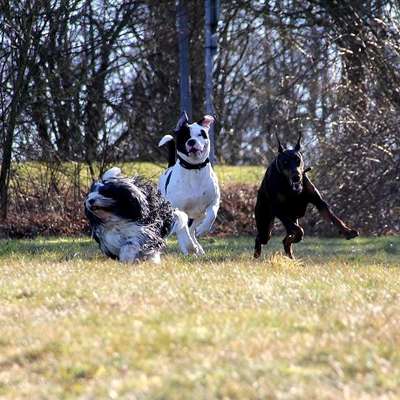 Hundetreffen-Treffen zum Spielen auf dem Klieversberg oder hinter Lidl aufm Laagberg-Bild
