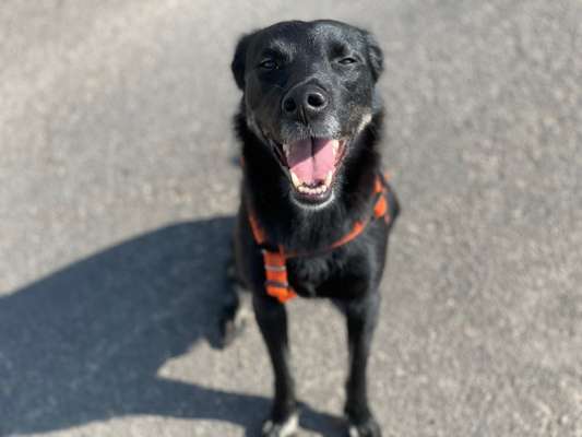 Die Dogorama-Wochen-Challenge "Die schönste Grimasse"-Beitrag-Bild