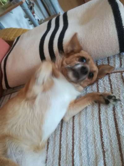 Dogorama Photo Challenge - Zeigt her eure Bäuche-Beitrag-Bild