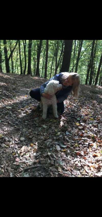 Hundetreffen-Gemeinsamen Spaziergänge u. Gassirunden in und nahe Miltenberg-Bild