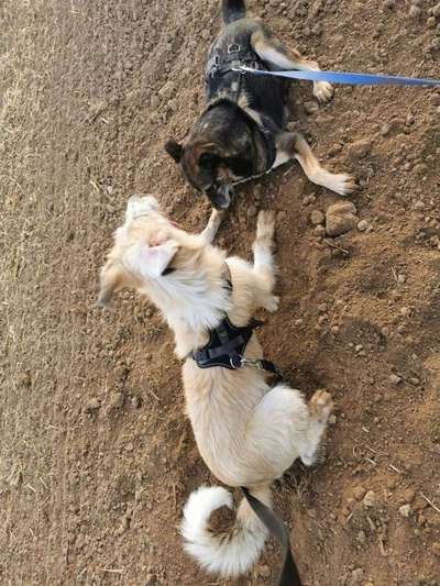 Dein Hund im Dogorama-Kalender 2021-Beitrag-Bild