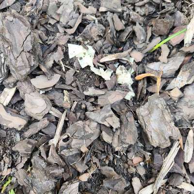 Giftköder-Evtl. Gift in Essen-Bild