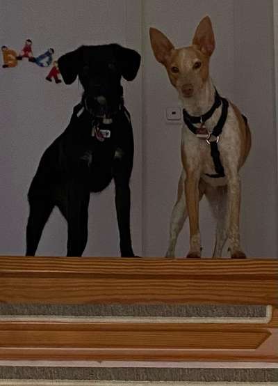 Bester Freund, Hundekumpel - zeigt her!-Beitrag-Bild