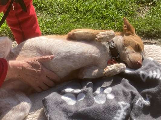 36. Handy Foto Challenge - Sonnenanbeter-Beitrag-Bild