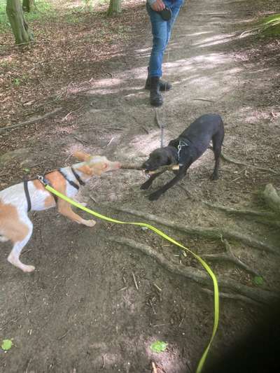 Die Dogorama Wochen Challenge-Beitrag-Bild