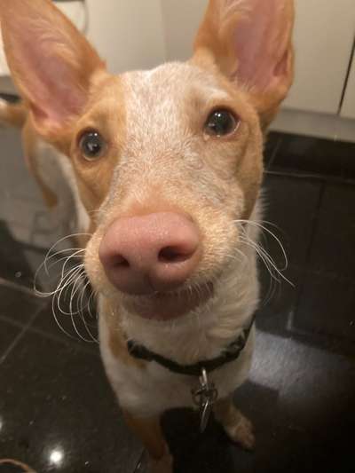 Die Dogorama-Wochen-Challenge "Die schönste Grimasse"-Beitrag-Bild