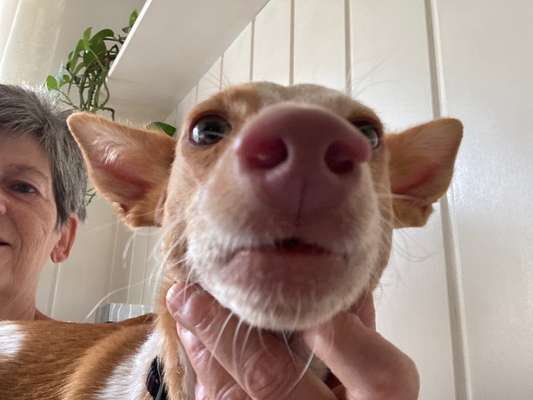 Die lustigsten Selfies mit Deinem Hund !-Beitrag-Bild