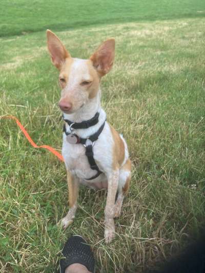 Hunde vom Tierschutzverein 🐕♥️-Beitrag-Bild