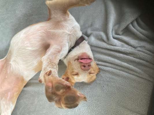 Die Dogorama Kalender Challenge Titelbild-Beitrag-Bild