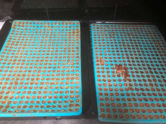 Heute gibt es.....der "ich mach die Leckerlis-Selber-Thread"-Beitrag-Bild