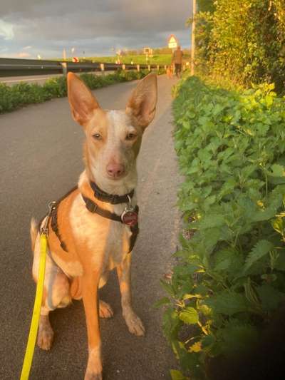 Die Dogorama Wochen Challenge-Beitrag-Bild