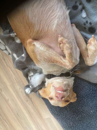 Die Dogorama Wochen Challenge-Beitrag-Bild