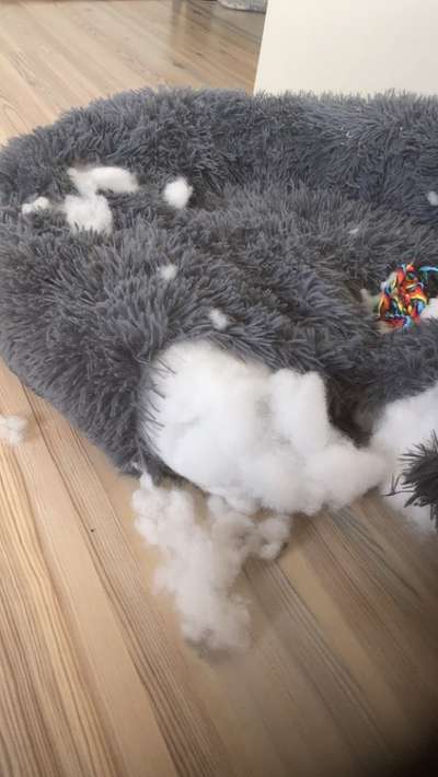 Zeig mir, dass du mit einem hund zusammenlebst....-Beitrag-Bild