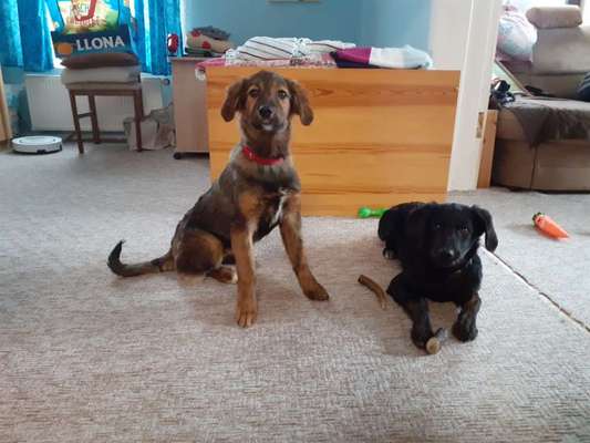 Welpen Bilder !-Beitrag-Bild