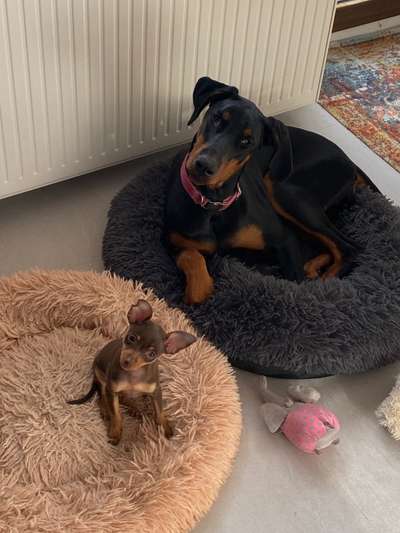 Hundetreffen-Blinde Hunde-Bild