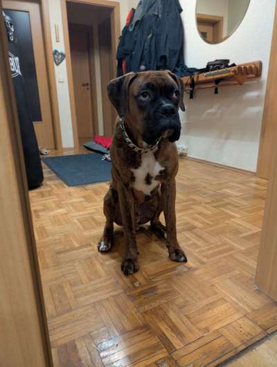 Hundetreffen-Spielkammerad gesucht-Bild