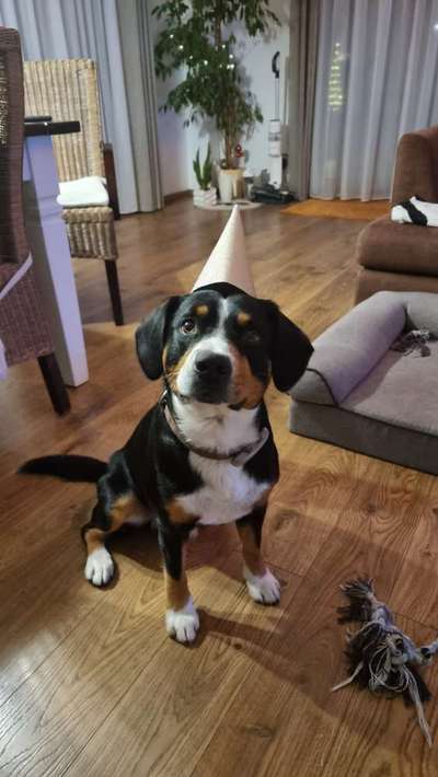 %{de_profession_title}-Tierhaltehaftpflicht mit 40 Mio. €-Bild