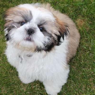 Shih Tzu von Jung bis Senioren-Beitrag-Bild