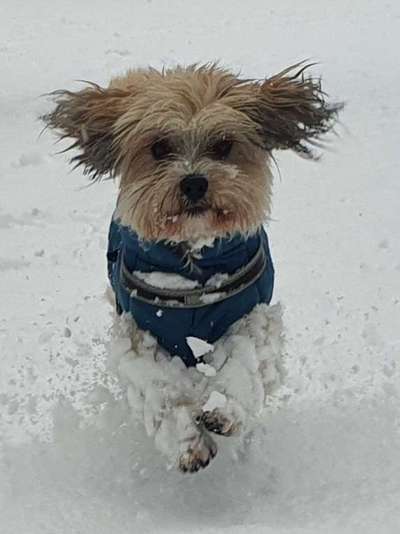 Havaneser dabei?:)-Beitrag-Bild