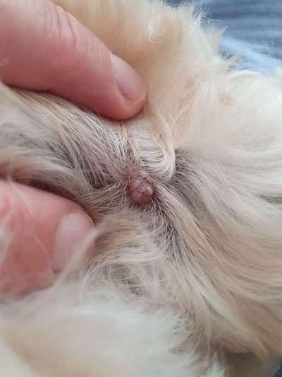 Warze oder doch Mastzelltumor-Beitrag-Bild