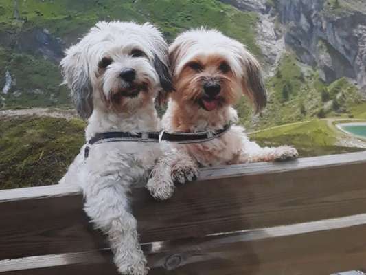 Die Dogorama Kalender Challenge Titelbild-Beitrag-Bild