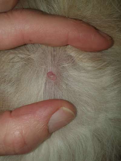 Warze oder doch Mastzelltumor-Beitrag-Bild