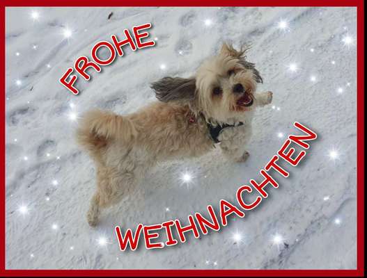 Havaneser dabei?:)-Beitrag-Bild