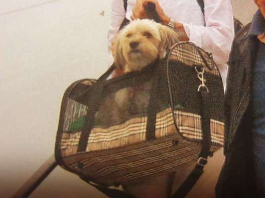 Havaneser dabei?:)-Beitrag-Bild