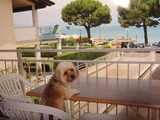 Urlaub Gardasee mit kleinem Hund-Beitrag-Bild