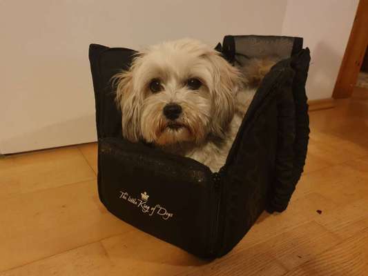 Havaneser dabei?:)-Beitrag-Bild