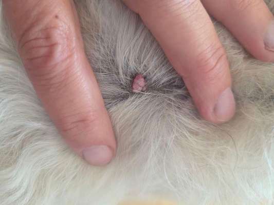 Warze oder doch Mastzelltumor-Beitrag-Bild