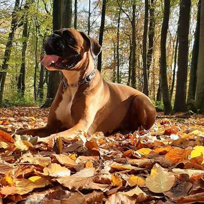 Hundetreffen-Oskar sucht Spielkameraden und neue Hundefreunde-Profilbild