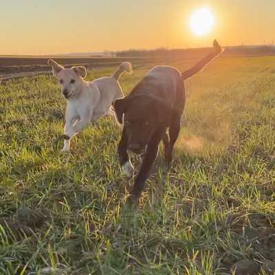 Hundetreffen-Spazieren, Spielen, Üben :-)-Bild