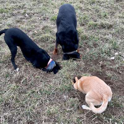 Hundetreffen-Hundebegegnung, Spielen, Spaziergang…