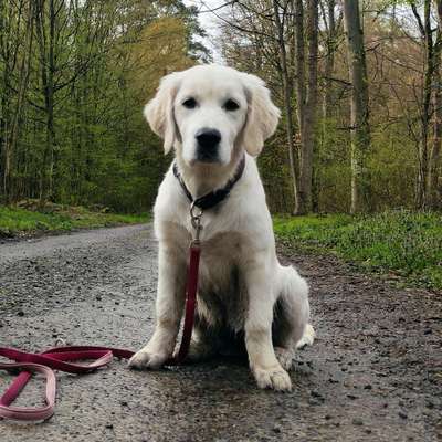 Hundetreffen-Welpe in Kleinostheim sucht Freunde-Bild