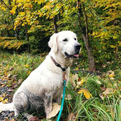 Hundetreffen-Gassi gehen und Toben-Bild