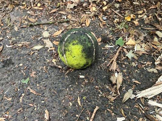 Giftköder-Tennisball mit Nadeln an der Hundauslaufwiese Prinzenpark-Bild