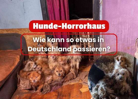 😡 43 verwahrloste Hunde aus leerstehendem Haus gerettet – Wie konnte das passieren? 🐶-Beitrag-Bild
