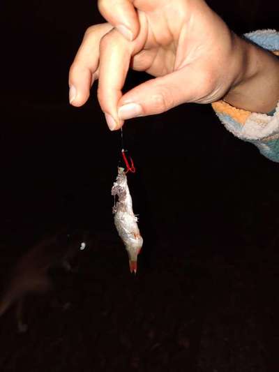 Giftköder-Köder/Fisch-Bild