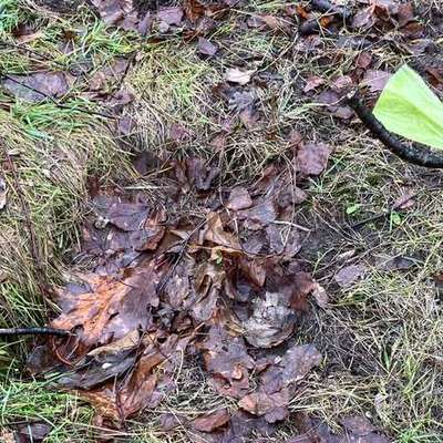 Giftköder-Futter Essensreste täglich und Hundekot gekennzeichnet -Bild