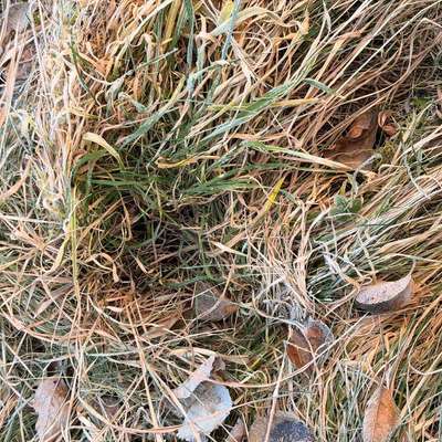 Giftköder-Potentielle Giftköder-Bild