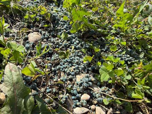 Giftköder-Blaukorn auf der Theresienwiese, Höhe Beethovenstr-Bild