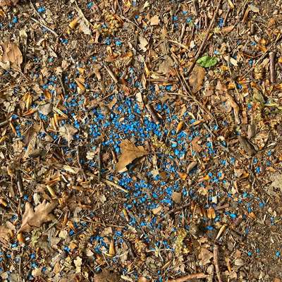 Giftköder-Gift / Schneckenkorn -Bild