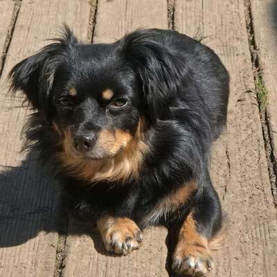 Suchmeldung-Lilly-Bild