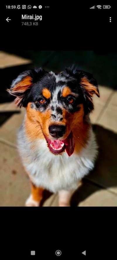 Suchmeldung-Luna-Bild